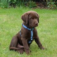 Blanding af racer Kaju