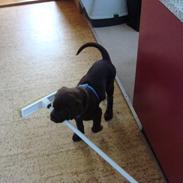 Blanding af racer Kaju