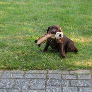 Blanding af racer Kaju