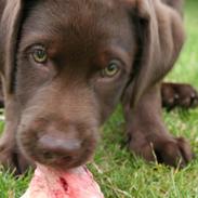 Blanding af racer Kaju