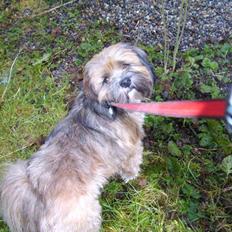 Lhasa apso Hampus