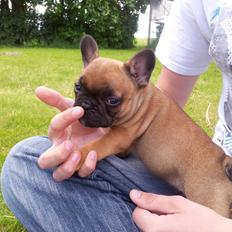 Fransk bulldog Sofus