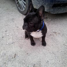 Fransk bulldog Charlie