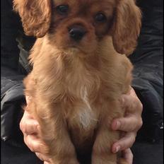 Cavalier king charles spaniel Loevhoejs Daiquiri - Daiqqi