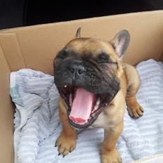 Fransk bulldog Sofus