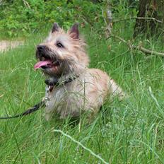 Cairn terrier Nova R.I.P.