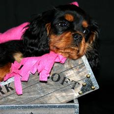 Cavalier king charles spaniel Wiva