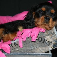 Cavalier king charles spaniel Wiva