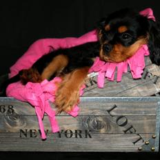 Cavalier king charles spaniel Wiva