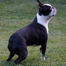 Boston terrier Alfred AKA Andersand