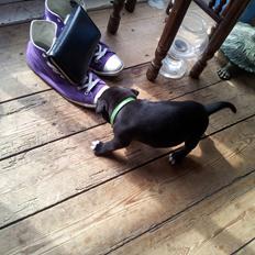 Staffordshire bull terrier Vidar