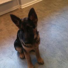 Schæferhund Vennebjergs Ronja