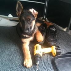 Schæferhund Vennebjergs Ronja