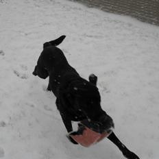 Labrador retriever Zorba! <3