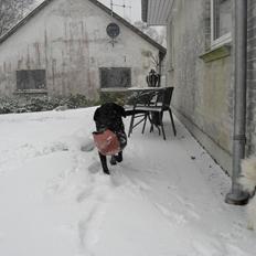 Labrador retriever Zorba! <3