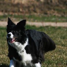 Border collie Solfari´s Holly <3