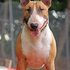 Bullterrier Cirkus