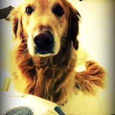 Golden retriever Buller (Bullerfis) (himmelhund)