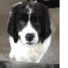 Landseer Gaston - Apenayaa's Angelic Rafael