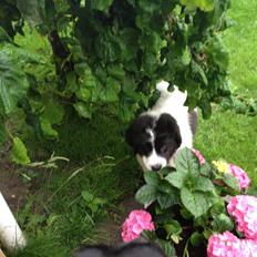 Landseer Gaston - Apenayaa's Angelic Rafael