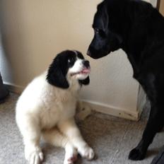 Landseer Gaston - Apenayaa's Angelic Rafael