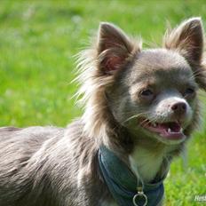 Chihuahua Laika "Min Egen Hundebasse"