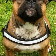 Staffordshire bull terrier RIP Scarlett