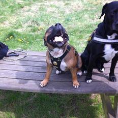 Staffordshire bull terrier RIP Scarlett