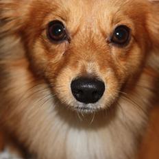 Blanding af racer Balou