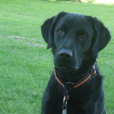 Labrador retriever Rollo<3 (formel 1)
