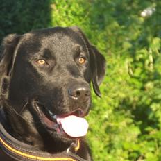 Labrador retriever Rollo<3 (formel 1)