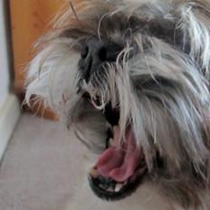 Lhasa apso Josephine ¤TYKKE¤