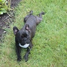 Fransk bulldog Hermann