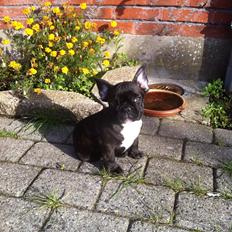 Fransk bulldog Hermann