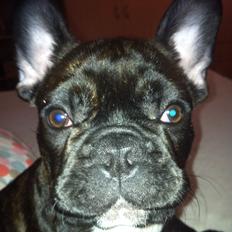 Fransk bulldog Hermann