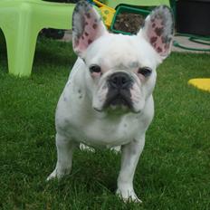 Fransk bulldog Berta