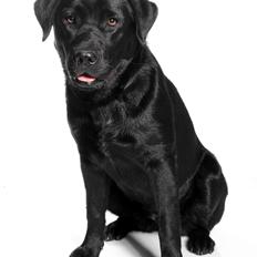 Labrador retriever Tess