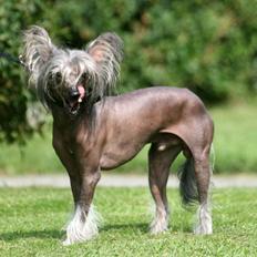 Chinese crested hårløs Mexi Shico-Liv