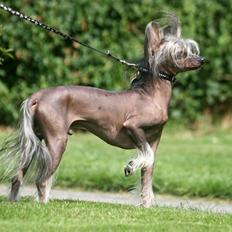 Chinese crested hårløs Mexi Shico-Liv