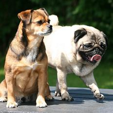 Mops DKCH KLCH Kisci Square Dancer