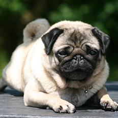 Mops DKCH KLCH Kisci Square Dancer