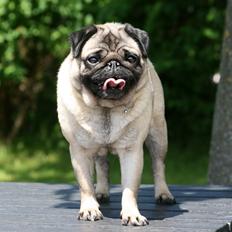 Mops DKCH KLCH Kisci Square Dancer