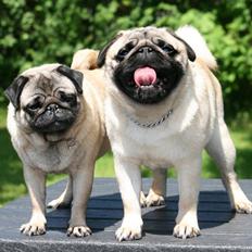 Mops Tangetoppen's Beef Wellington