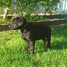 Labrador retriever Luffe