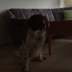 Kleiner münsterländer Perle " Solgt d. 30/11 - 2013"