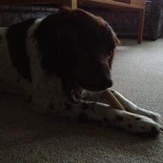 Kleiner münsterländer Perle " Solgt d. 30/11 - 2013"