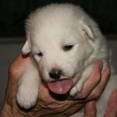 Japansk spids Malou <3