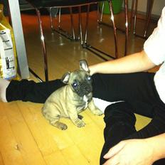 Fransk bulldog Bella