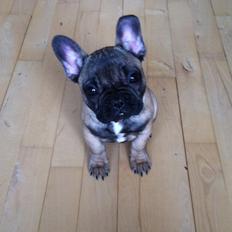 Fransk bulldog Bella