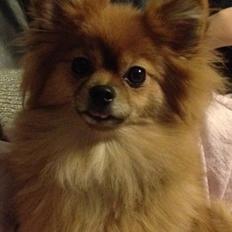 Pomeranian Coco